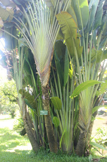  Tanaman pisang kipas ialah tumbuhan pohon yang sering kita jumpai disekitar kita Manfaat Pisang Kipas (Ravenala Madagascariensis Sonn)