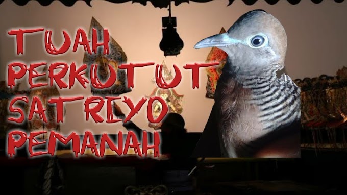 Tuah Dan Ciri Mathi Perkutut Katuranggan Satrio Pemanah