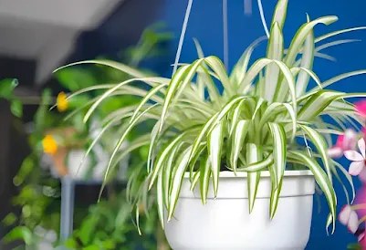 Plants for Bathrooms