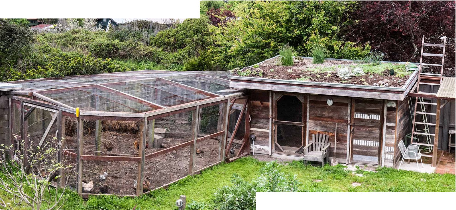 Lloyd’s Blog: Chicken Coop In the Spring