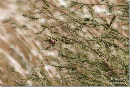 pm_20120802_snigel