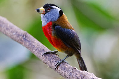 Toucan Barbet