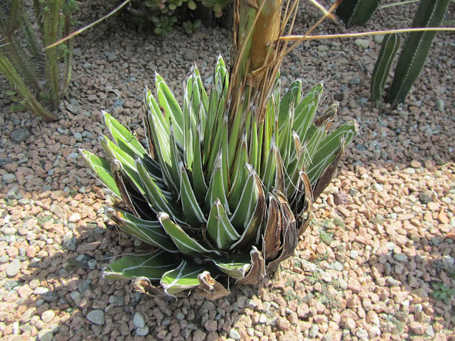 Agave victoriae-reginae