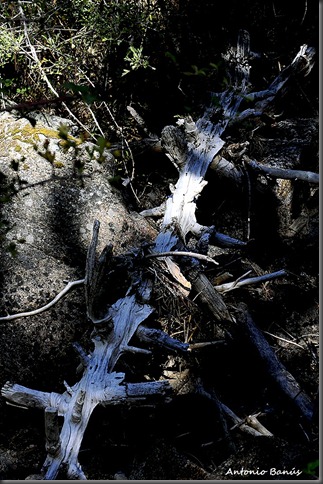 _DSC3868x1
