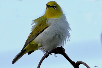 "Indian White-eye - Zosterops palpebrosus,sll puffed out sitting on a branch."