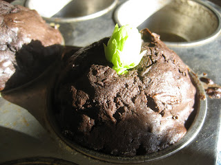 hops brownies cupcakes