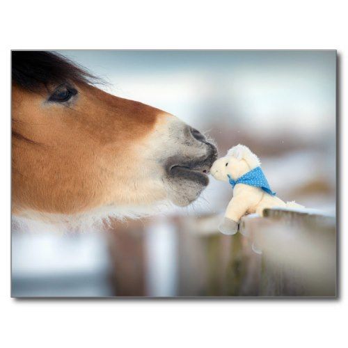 Horse and a Toy Horse Winter Kiss | Cute Photo Postcard