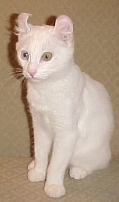 mengenal kucing alpine lynx, kucing putih dengan daun telinga melengkung