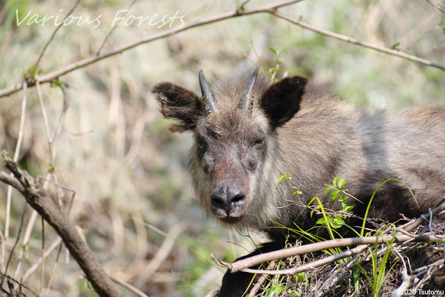 Old Serow's photo in Matsuida Town Kanagawa