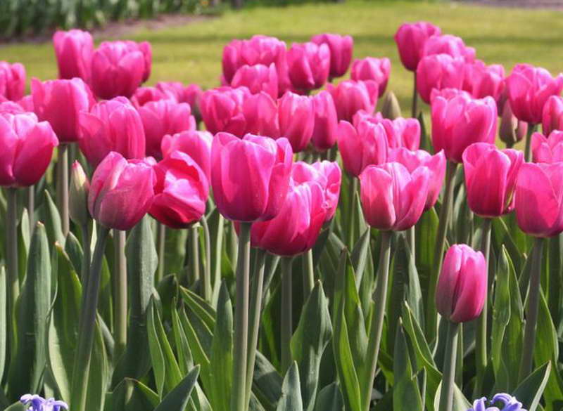  Tulips 