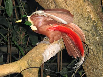 Red Bird of Paradise,Paradisaea Rubra,Paradisaeidae Family.