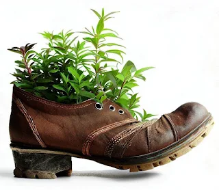 shoe filled with plants