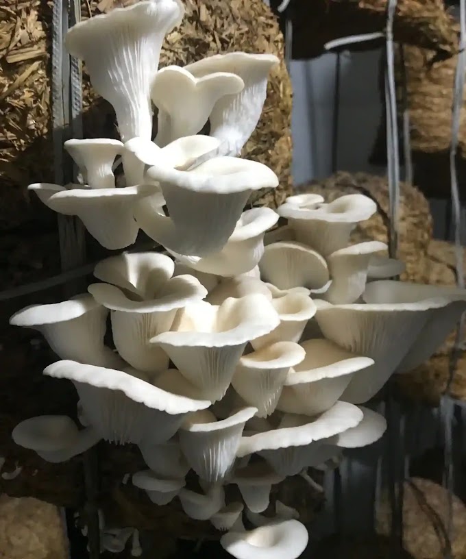 Mushroom Supplier Company in Gurgaon | Mushroom Supplier Company in India | Biobritte Agro Solutions Private Limited