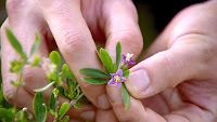 Goji berries