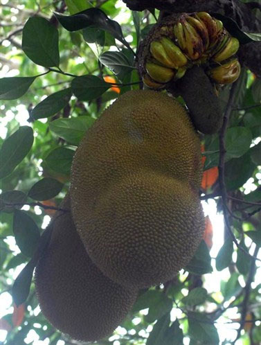 NANGKA BERBUAH PISANG