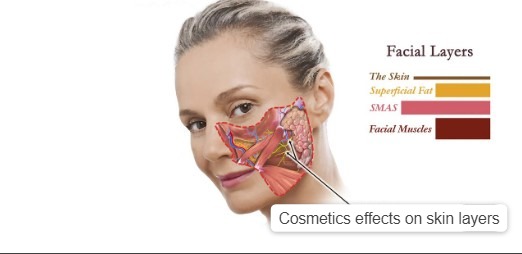 Cosmetics effects on skin layers