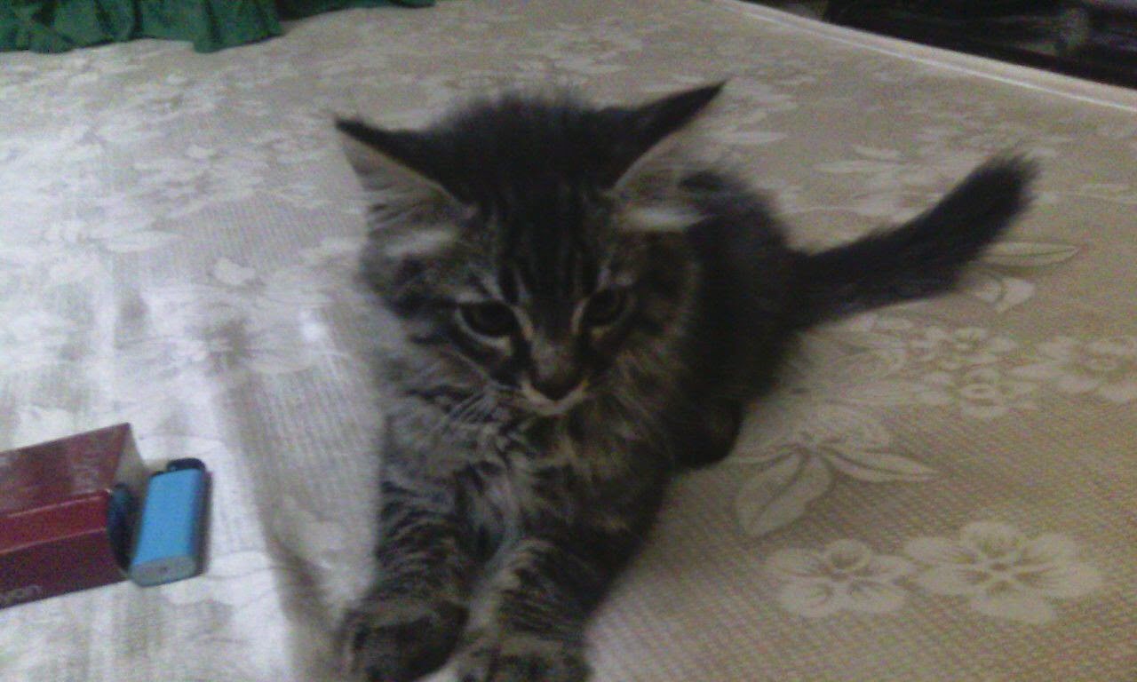 Kucing Ku Baka Maine Coon Bicara Ku