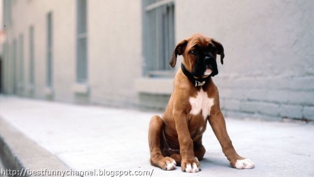 Funny boxer.