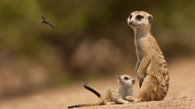 Meerkats Facts