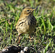 Bisbita pratense