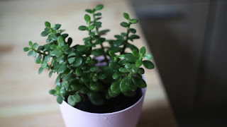 How-to-grow-and-care-for-the-jade-plant.