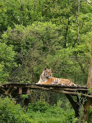 ヘラブルン動物園のトラ