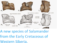 http://sciencythoughts.blogspot.co.uk/2014/12/a-new-species-of-salamander-from-early.html