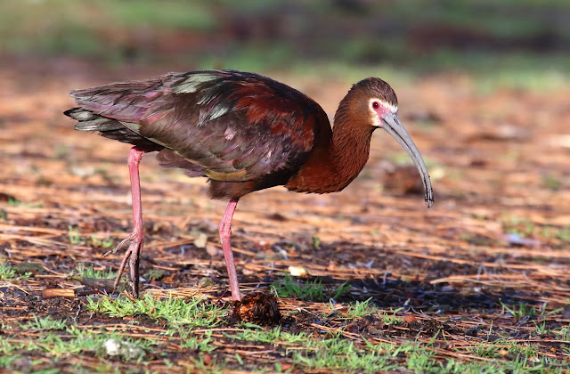 White-faced Ibis