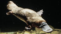 Platypus pictures_Ornithorhynchus anatinus