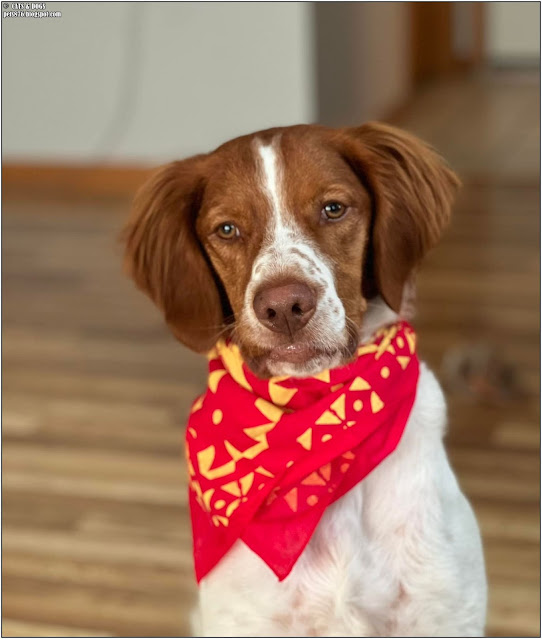 brittany dog