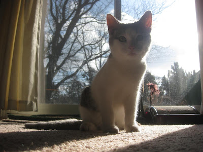 kitten, barn cat, charlie, wild cat