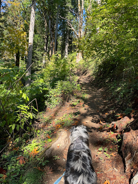 Buddy Boy hiking the Cape Horn Trail - October 5, 2023