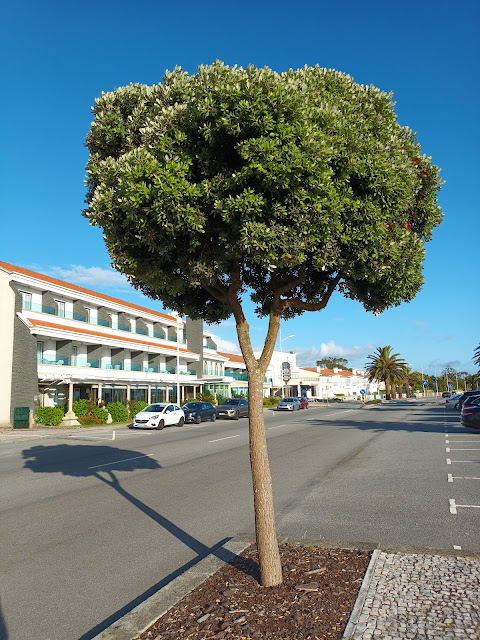 Metrosidero, árbol de hierro o pohutukawa (Metrosideros excelsa Sol. ex Gaertn.).