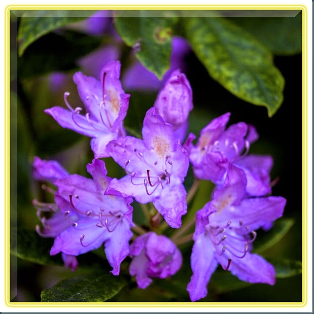 rhododendron