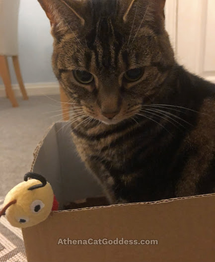 tabby cat in a box