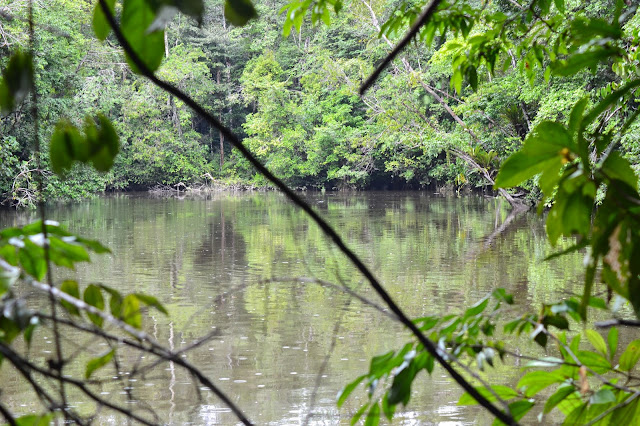 jungle, carbet, ccm, armée de l'air, kourou