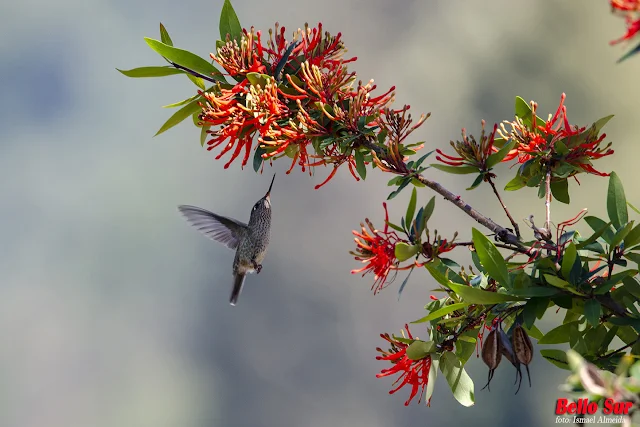 Alrededor de estas pequeñas aves siempre se auguran cosas buenas, incluso se le atribuyen poderes. Lo cierto es que son dueños de una particular belleza y carisma