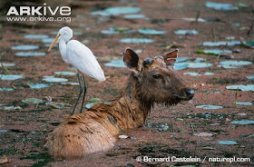 interactions between birds and mammals Great egret