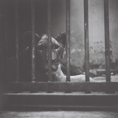 a lion in bandung zoo with lubitel 166 u and fuji neopan across 160