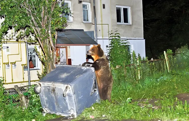 In Busteni a hungry bear "dined" at the block's dumpster 