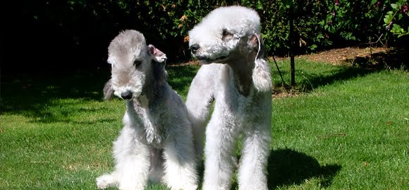 Bedlington Terrier