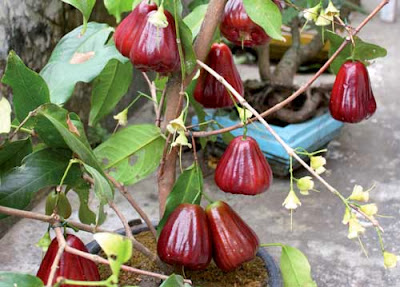 pohon-jambu-jamaika-cangkokan-bol-monyet