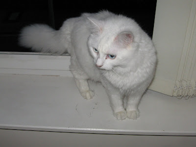 Photo of my cat Cloud, for no particular reason (public domain)