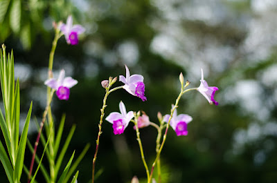 Arundina graminifolia care and culture