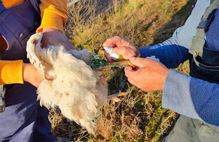 The chicken gets her leg treated