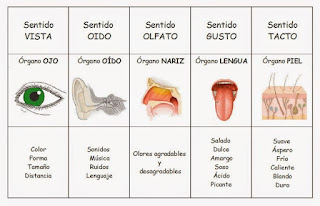 http://primerodecarlos.com/CUARTO_PRIMARIA/enero/Unidad7/actividades/naturales/SENTIDOS.swf