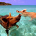 Happy Pigs Swimming Are Already Bizarre But When You Hear How They Got There… WOW!