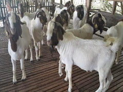 Ibadah Korban Kambing Hanya Untuk Seorang Sahaja