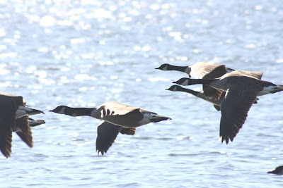 Canada geese in flight