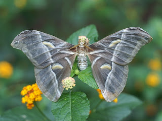 Bombyx de l'Ailanthe - Samia cynthia - Philosamia cynthia